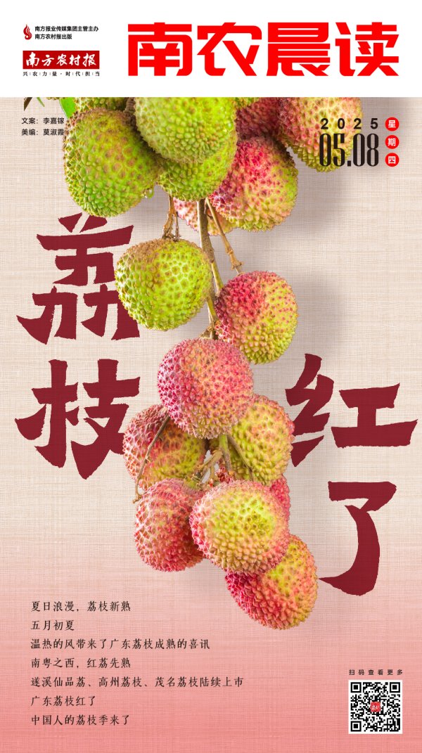 牛来乐 南农晨读 | 荔枝红了