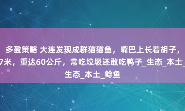 多盈策略 大连发现成群猫猫鱼，嘴巴上长着胡子，长1.7米，重达60公斤，常吃垃圾还敢吃鸭子_生态_本土_鲶鱼