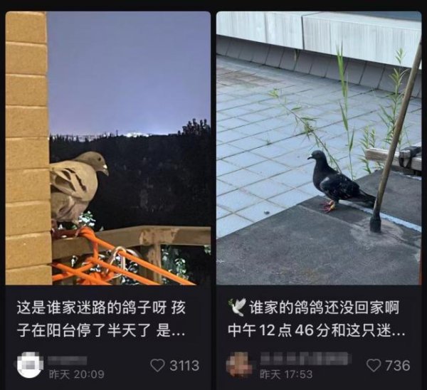 微配资 急急急！网友在线询问：9.3 阅兵的和平鸽，好像迷路找不到家怎么办？这样帮助它们